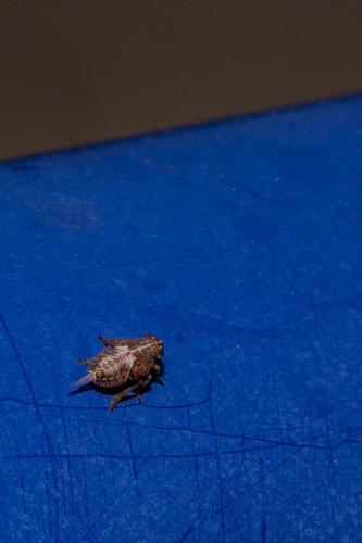 Issus coleoptratus
