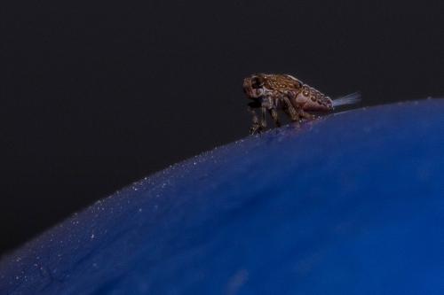 Issus coleoptratus