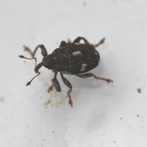 Réf. 136 182 : Mogulones asperifoliarum