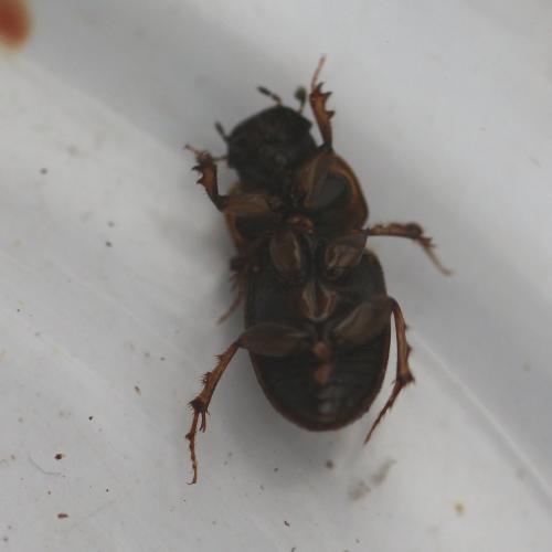 Melinopterus prodromus