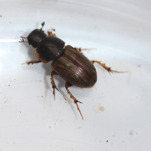 Melinopterus prodromus