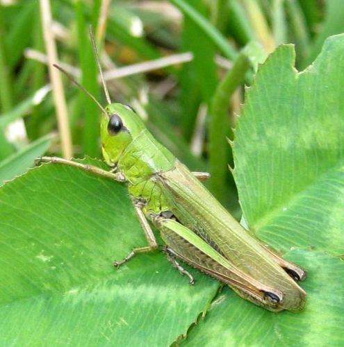 Réf. 136 130 : Pseudochorthippus parallelus