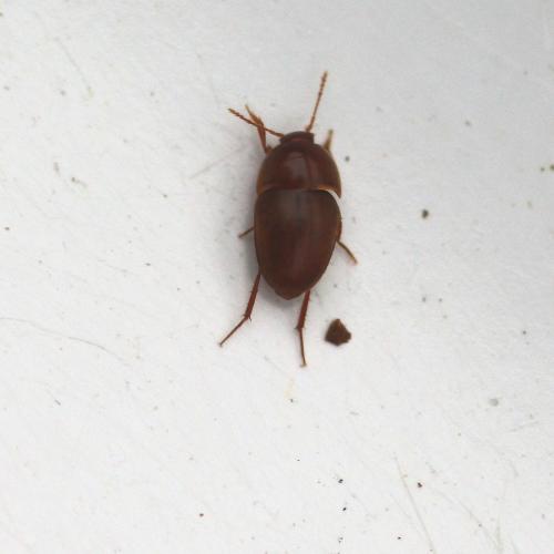 Bathysciola sp.