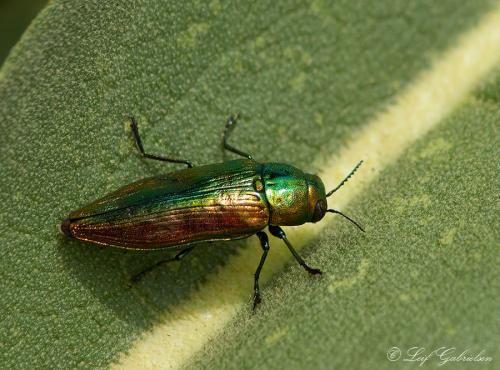 Eurythyrea sp.
