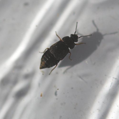 Réf. 136 467 : Megarthrus sp.