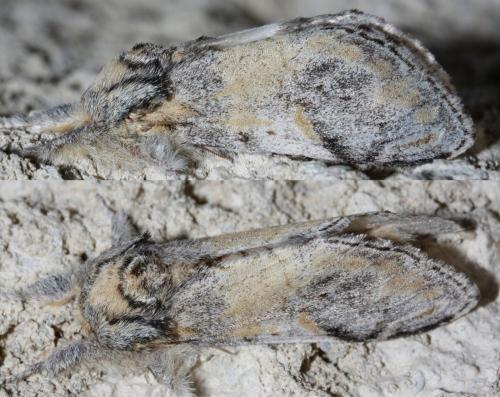 Notodonta tritophus