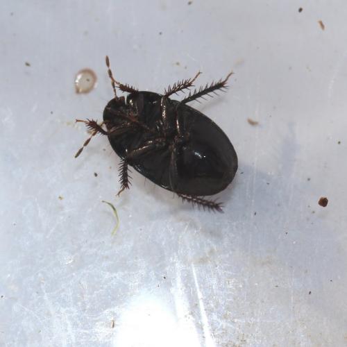 Geotomus sp.