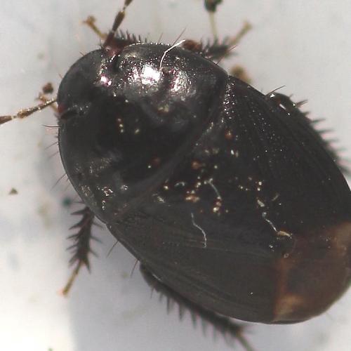 Geotomus sp.