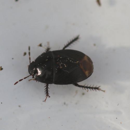Réf. 136 530 : Geotomus sp.