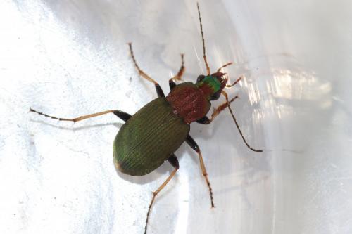 Réf. 136 584 : Chlaenius tibialis