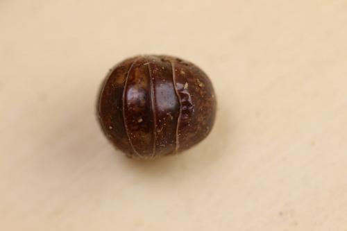 Loboglomeris rugifera