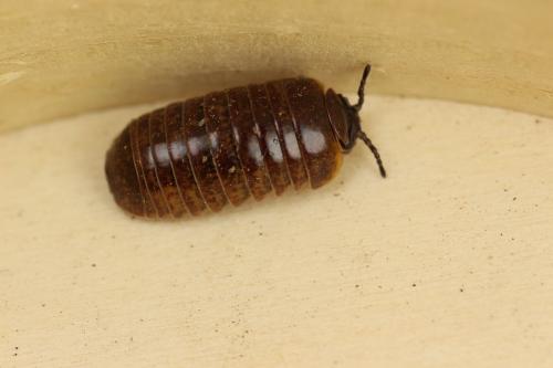 Loboglomeris rugifera