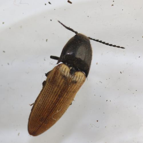 Réf. 136 868 : Ampedus rufipennis