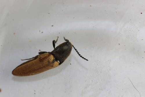 Ampedus rufipennis