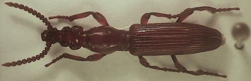 Amorphocephala coronata