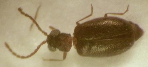 Cnopus minor