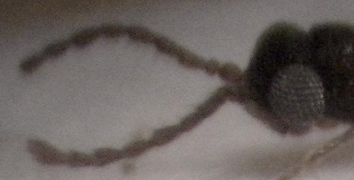 Cnopus minor