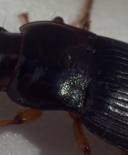 Harpalus atratus