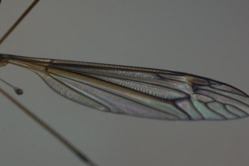 Tipula sp.