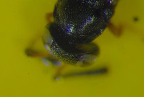 Encyrtus sp.