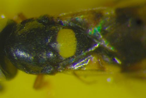 Encyrtus sp.