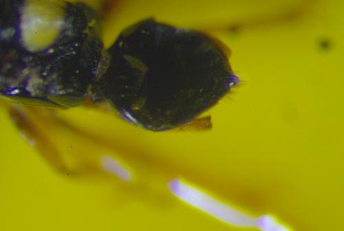 Encyrtus sp.