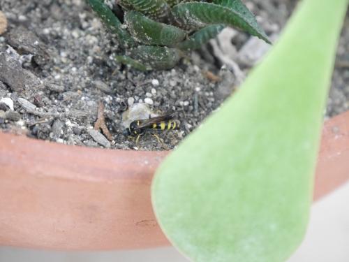 Gorytes laticinctus