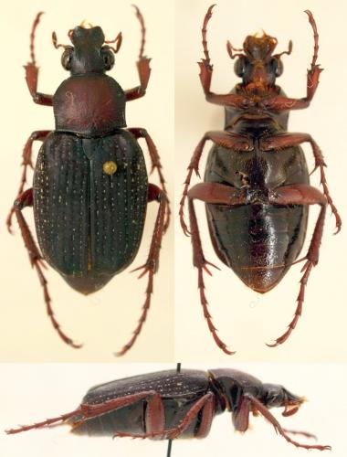 Incala gestroi