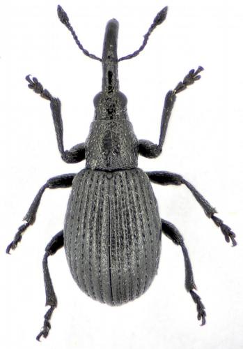 Ischnopterapion sp.