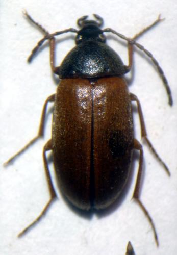 Réf. 136 480 : Isomira sp.
