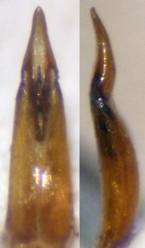 Réf. 136 482 : Isomira sp.