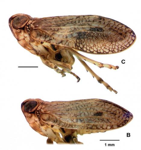 Issus coleoptratus
