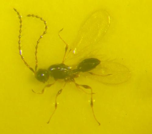 Trichopria sp.