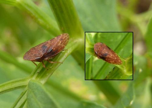 Aphrodes sp.