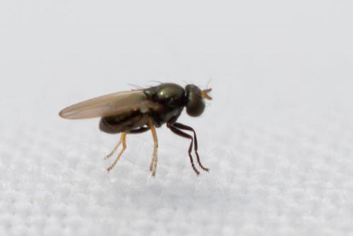Réf. 136 313 : Psilopa nitidula