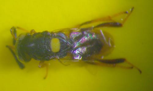 Encyrtus sp.