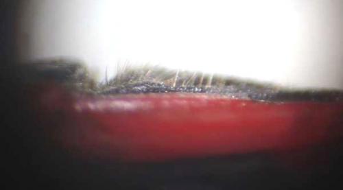 Lygaeus simulans