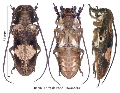 Prosopocera myops