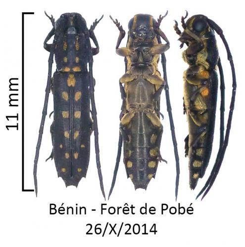 Réf. 136 545 : Proctocera sp.