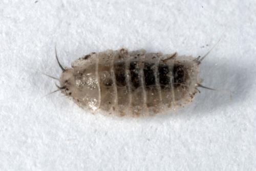 Lonchoptera sp.