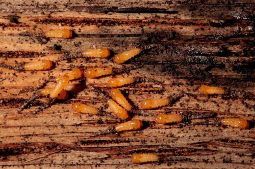 Réf. 136 597 : Forcipomyia sp.
