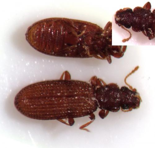 Dienerella sp.
