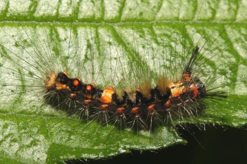 Orgyia antiqua