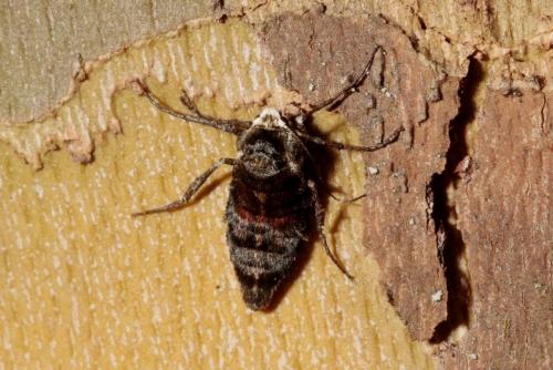 Phigalia pilosaria