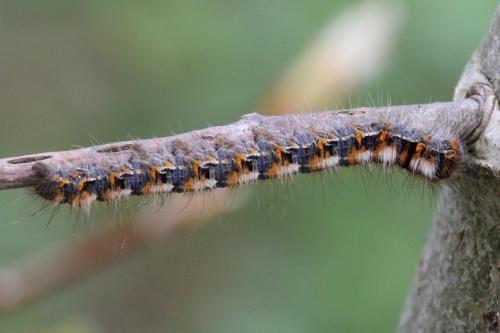 Lasiocampa quercus