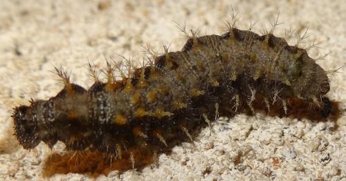 Vanessa atalanta