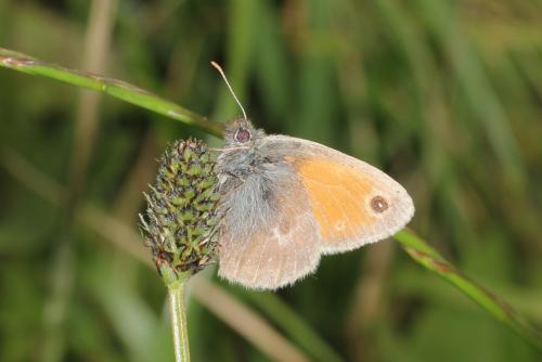 Coenonympha pamphilus