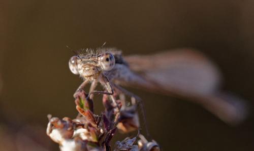 Sympecma fusca