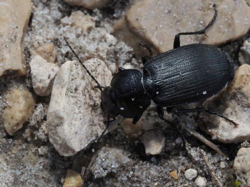 Licinus depressus