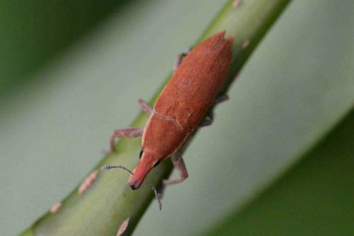 Réf. 136 529 : Lixus acicularis